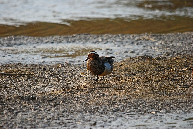 Garganey - Dabbling ducks