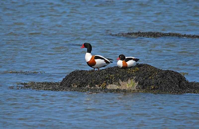 Shelduck - Shelducks