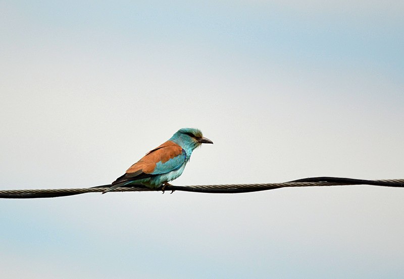Roller - Hungary