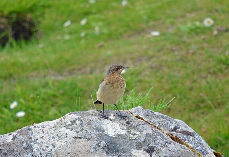 Northern Wheatear - Chats