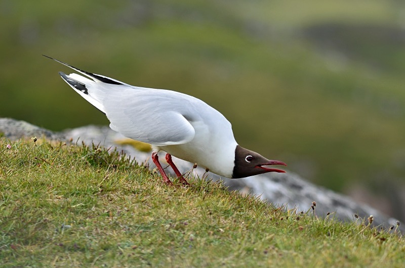Black-headed Gull - Gulls