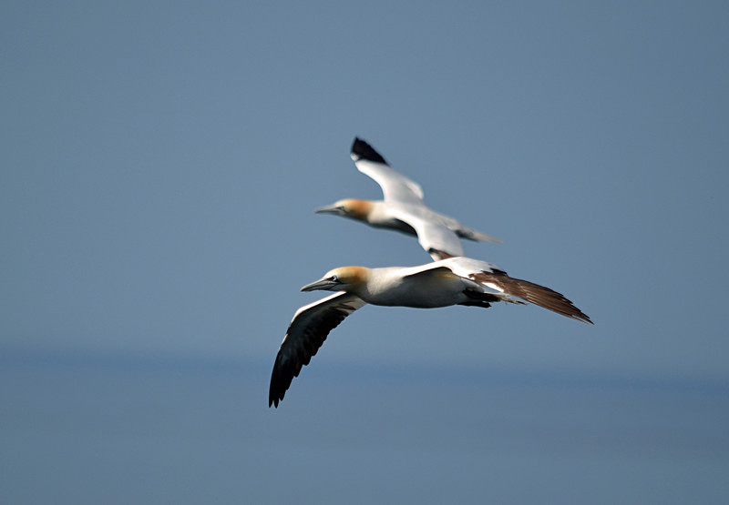 Gannets - Gannets
