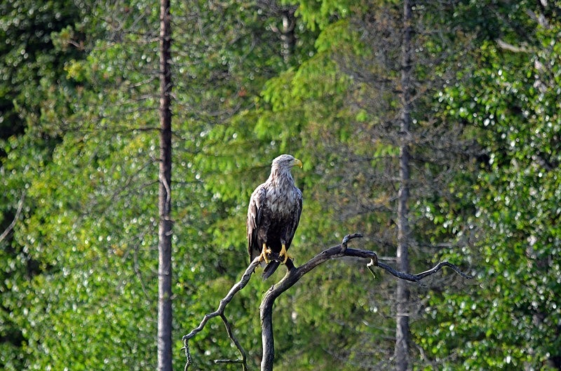 White-tailed Eagle - North Finland - part 2