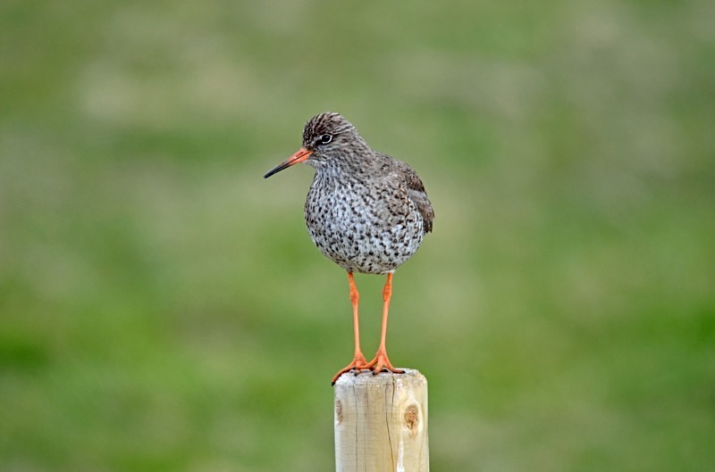 Common Redshank - Westfjords