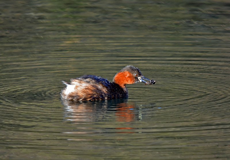 Little Grebe - Grebes