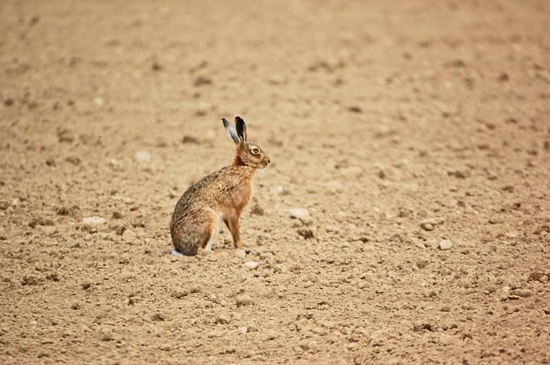 Brown Hare - Other mammals
