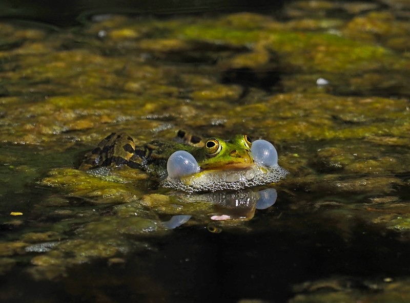 Edible Frog - Frogs and toads