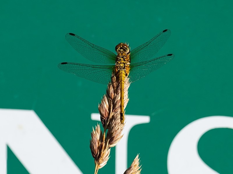 Ruddy Darter - Dragonflies and damselflies