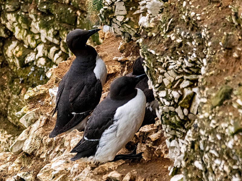 Common Guillemots - Latest photos