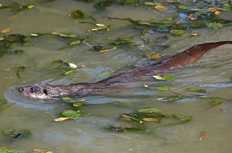 Otter - Otter
