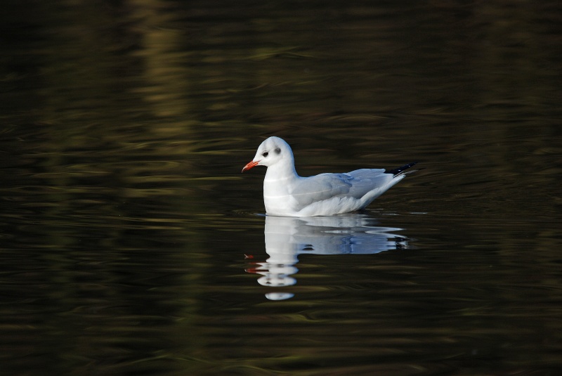 Black-headed Gull - Gulls