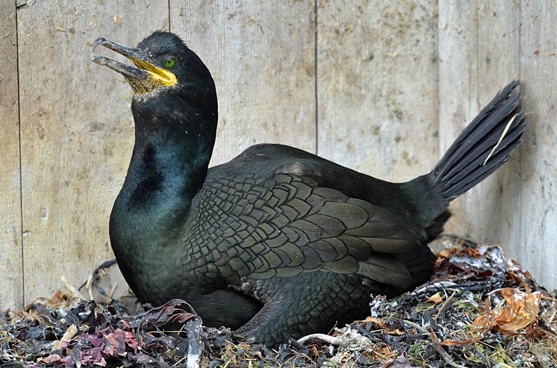 Shag - North Norway