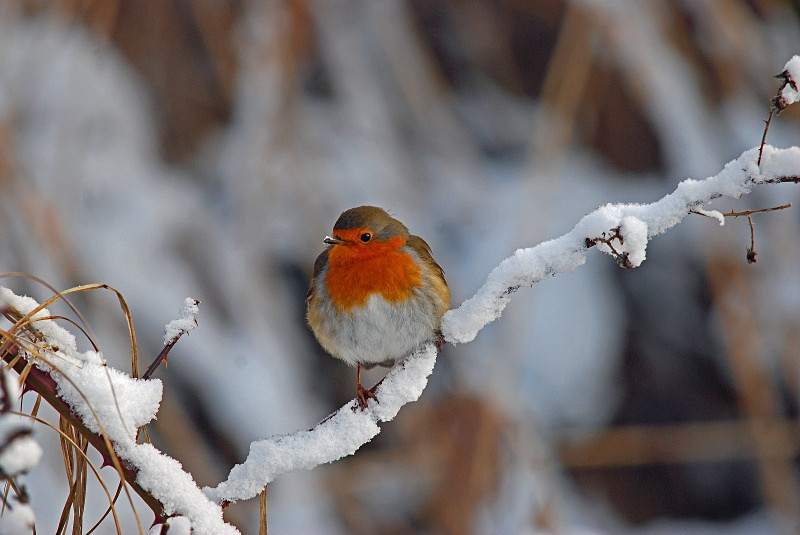 Robin - Robins