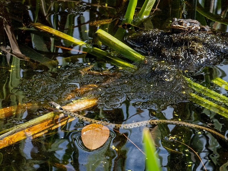 Grass Snake - Snakes