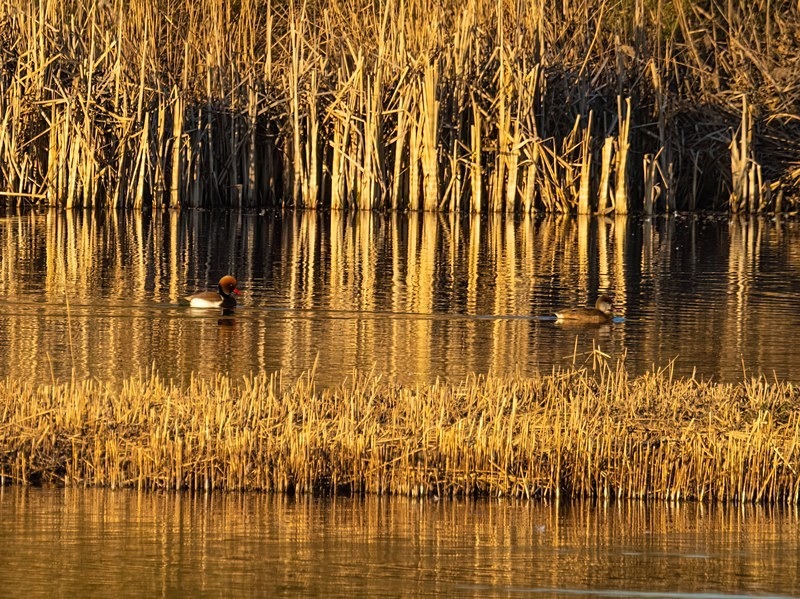Red-crested Pochards - Diving ducks
