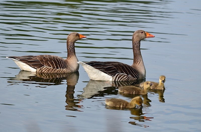 Greylag Geese and goslings