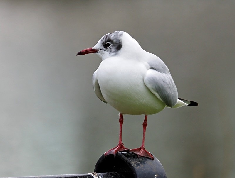 Black-headed Gull - Gulls