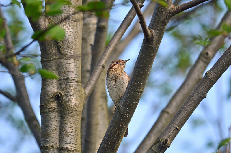 Wryneck - Estonia