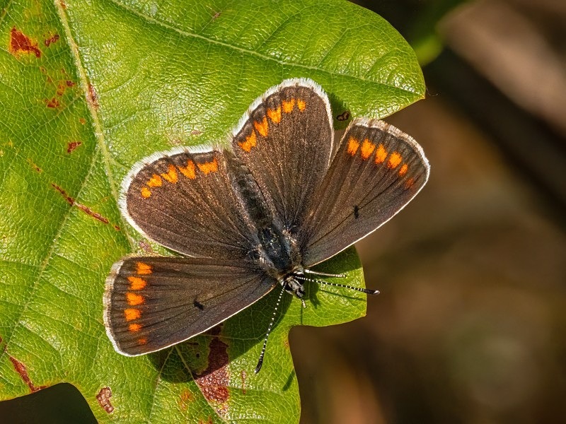Brown Argus - Butterflies