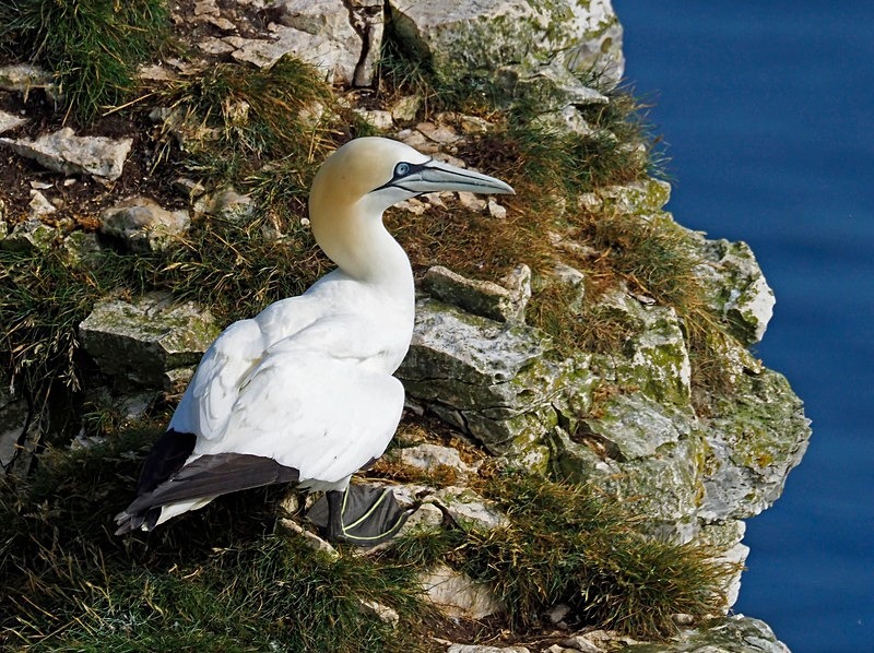 Gannet - Gannets