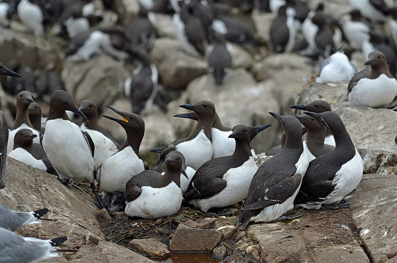 Common Guillemots - Auks