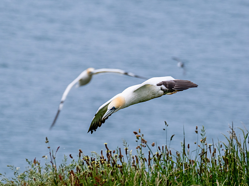 Gannet - Latest photos