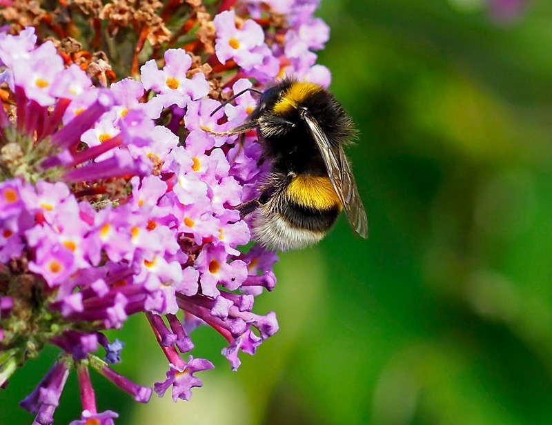 Bumblebee species - Insects, beetles, spiders, etc.