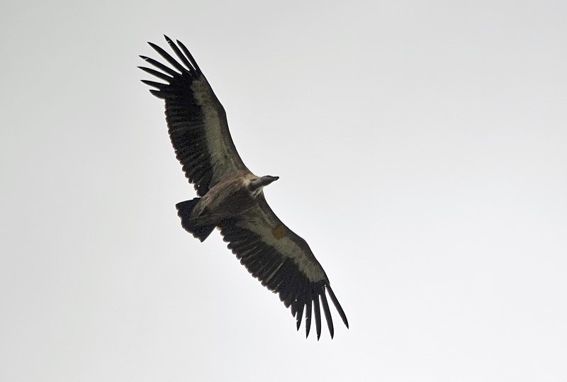 Griffon Vulture - Bulgaria