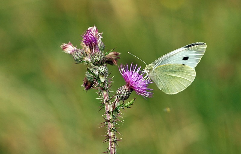 Small White - Butterflies