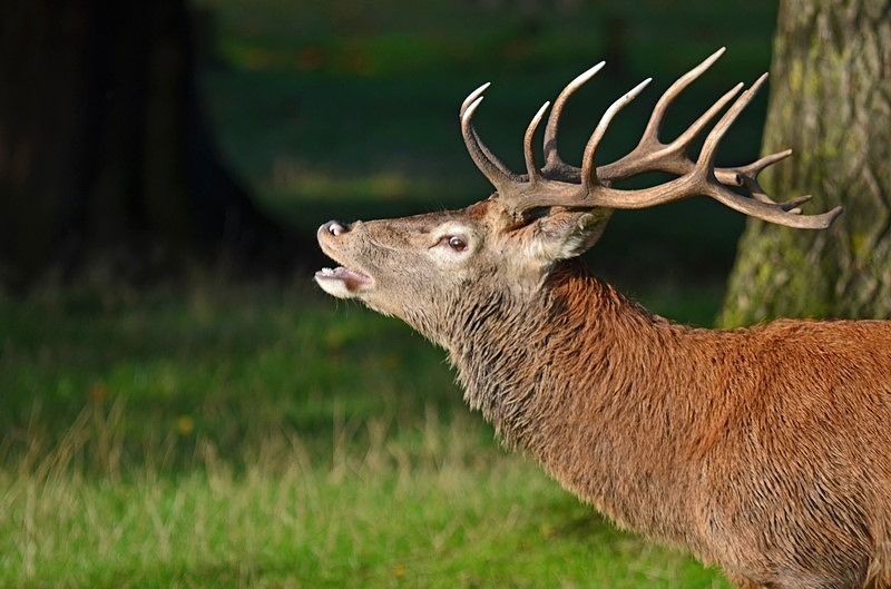 Red Deer - Red Deer