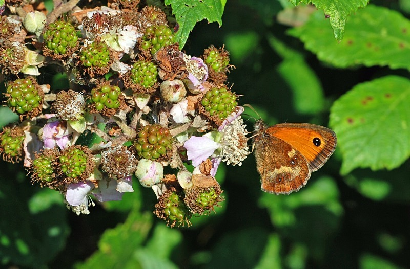 Gatekeeper - Butterflies