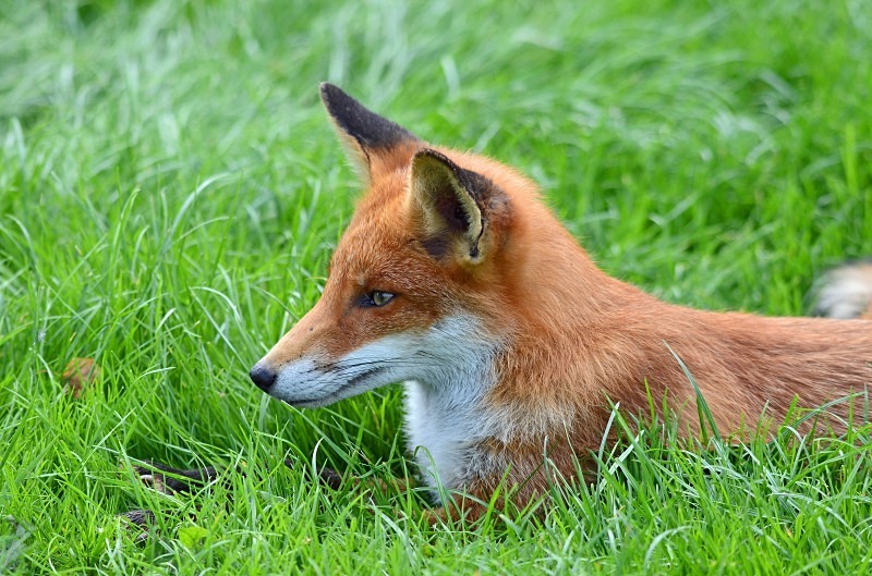 Red Fox - Red Fox