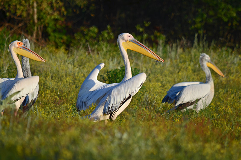 White Pelicans - West Macedonia