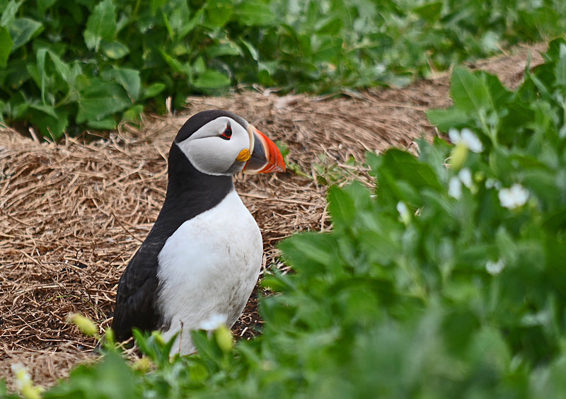 Puffin - Puffins