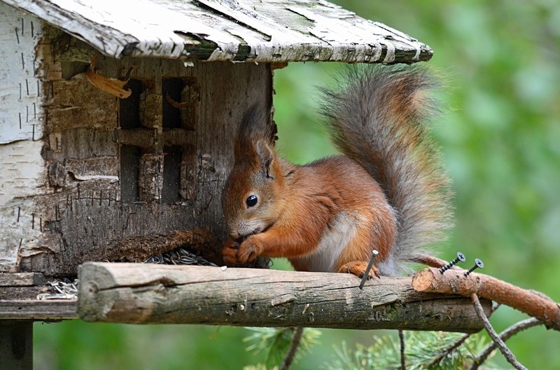 Red Squirrel - North Finland - part 1