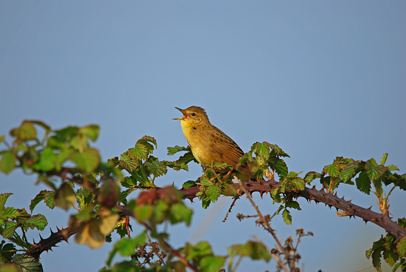 Grasshopper Warbler - Warblers