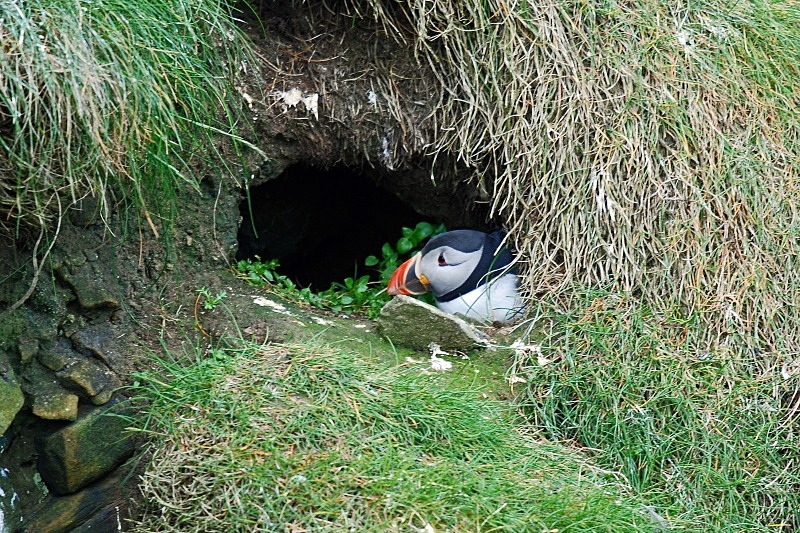 Puffin - Puffins