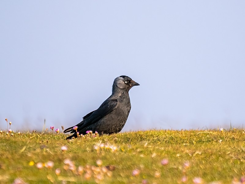 Jackdaw - Crows