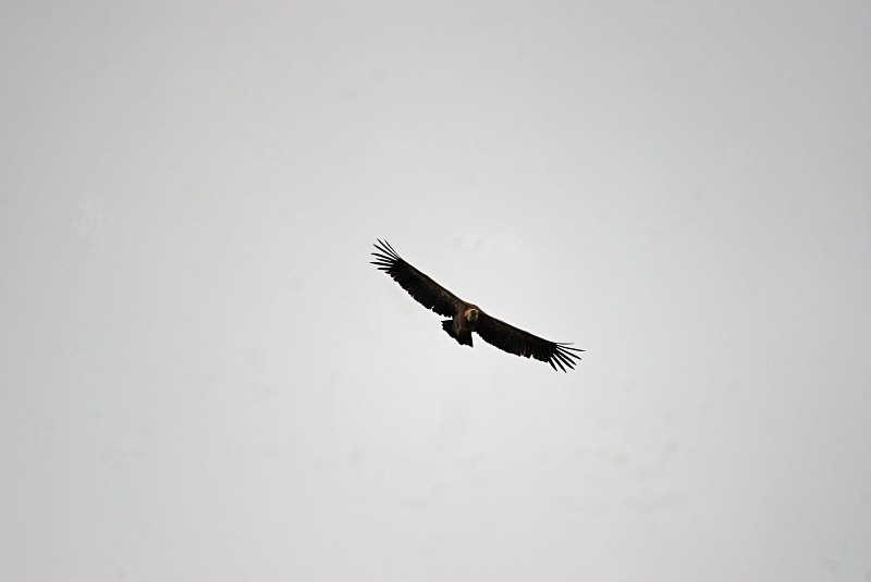 Griffon Vulture - South and north west Spain - September 2010