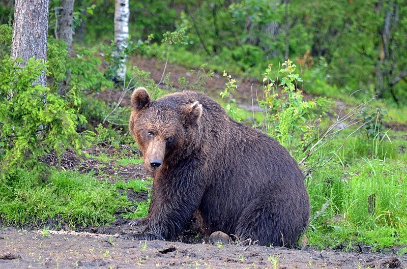 Brown Bear - North Finland - part 2