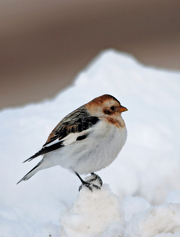 Snow Bunting - Buntings