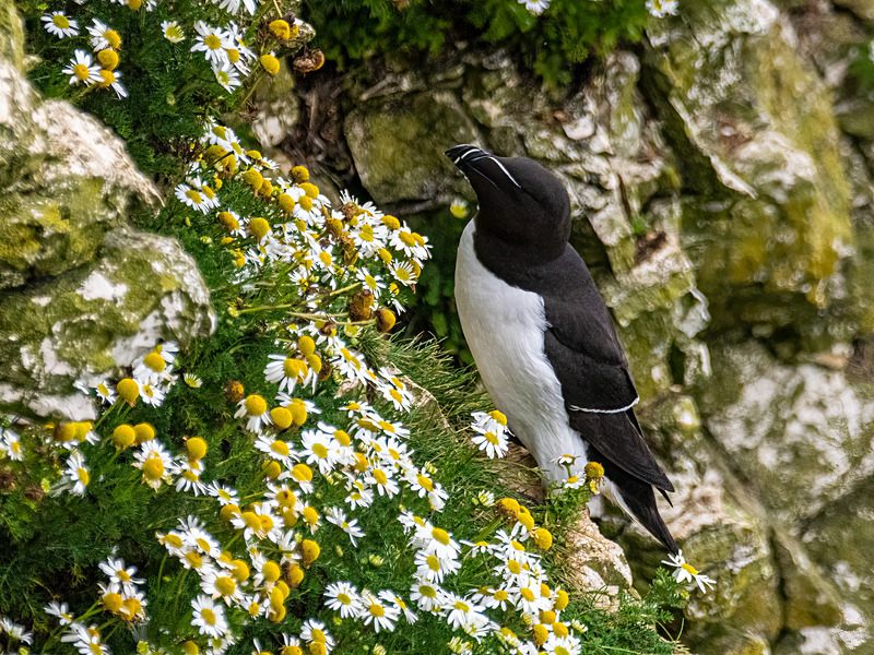 Razorbill - Latest photos