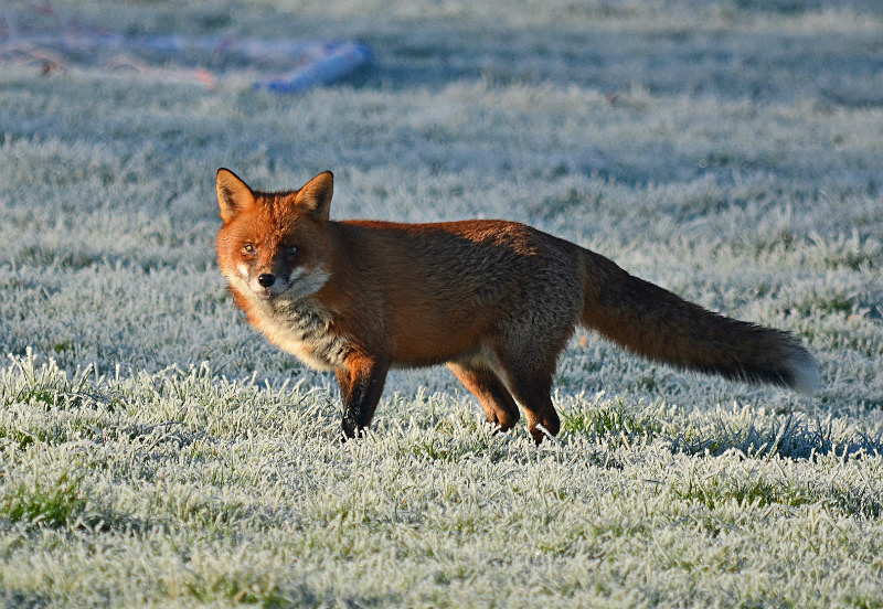 Red Fox - Red Foxes