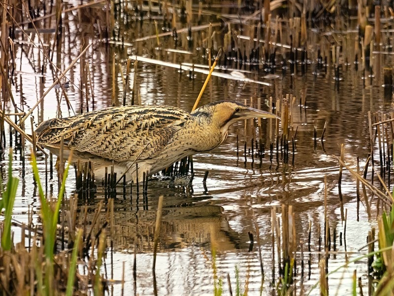 January 2023 - Bittern - Photos of the month