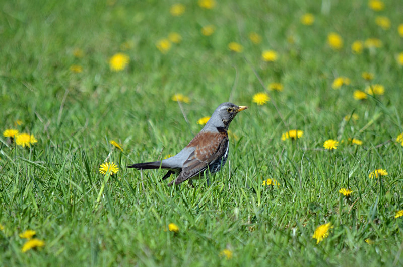 Fieldfare - Estonia