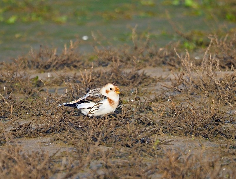 Snow Bunting - Buntings