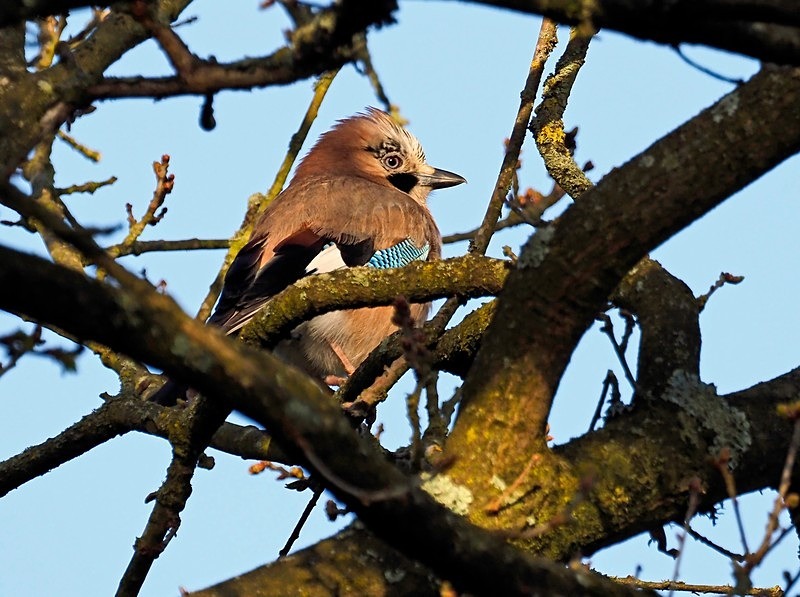 Jay - Crows