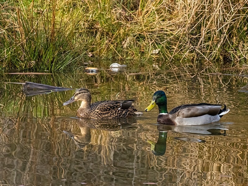 Mallards - Dabbling ducks