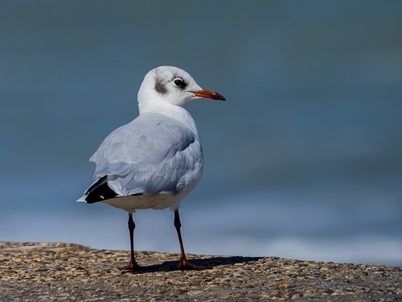 Black-headed Gull - Gulls