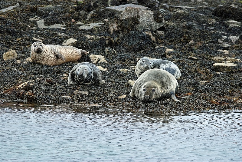Atlantic Grey and Common Seals - Atlantic Grey Seals